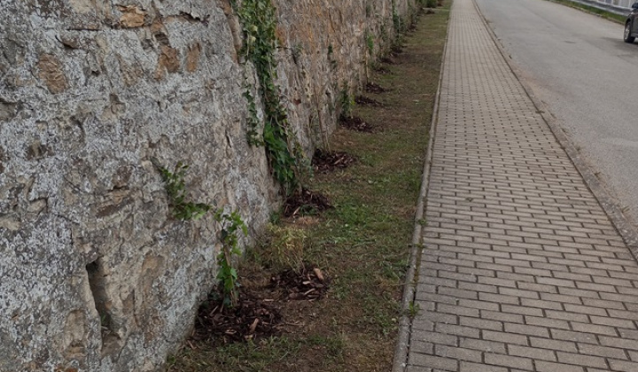 7. fotografia fotogalérie Aktuality / Dúbrava - Dubový háj - foto