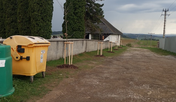 11. fotografia fotogalérie Aktuality / Dúbrava - Dubový háj - foto