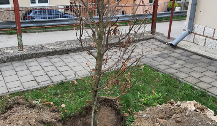 15. fotografia fotogalérie Aktuality / Dúbrava - Dubový háj - foto