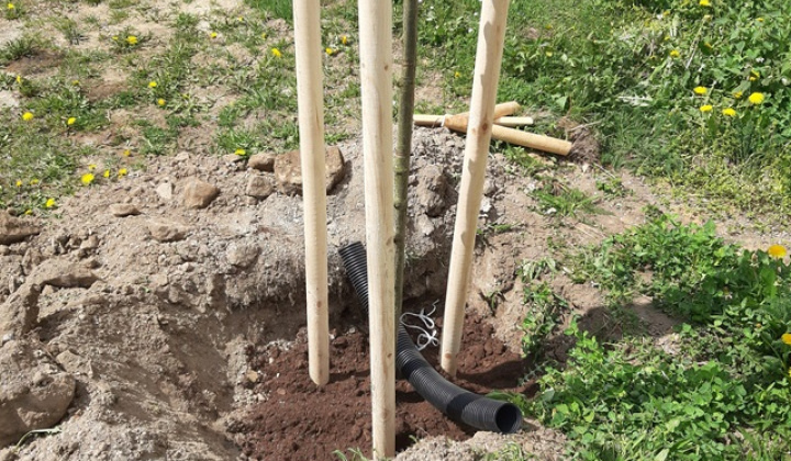 16. fotografia fotogalérie Aktuality / Dúbrava - Dubový háj - foto