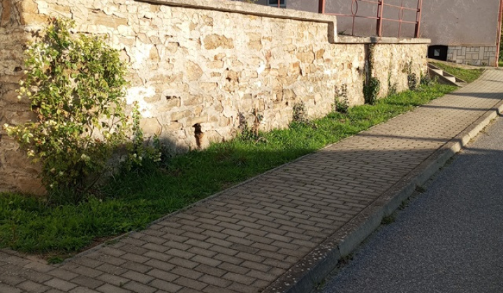 28. fotografia fotogalérie Aktuality / Dúbrava - Dubový háj - foto