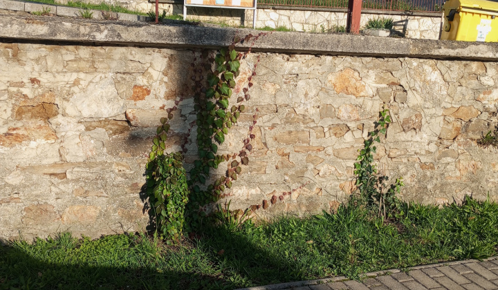 29. fotografia fotogalérie Aktuality / Dúbrava - Dubový háj - foto